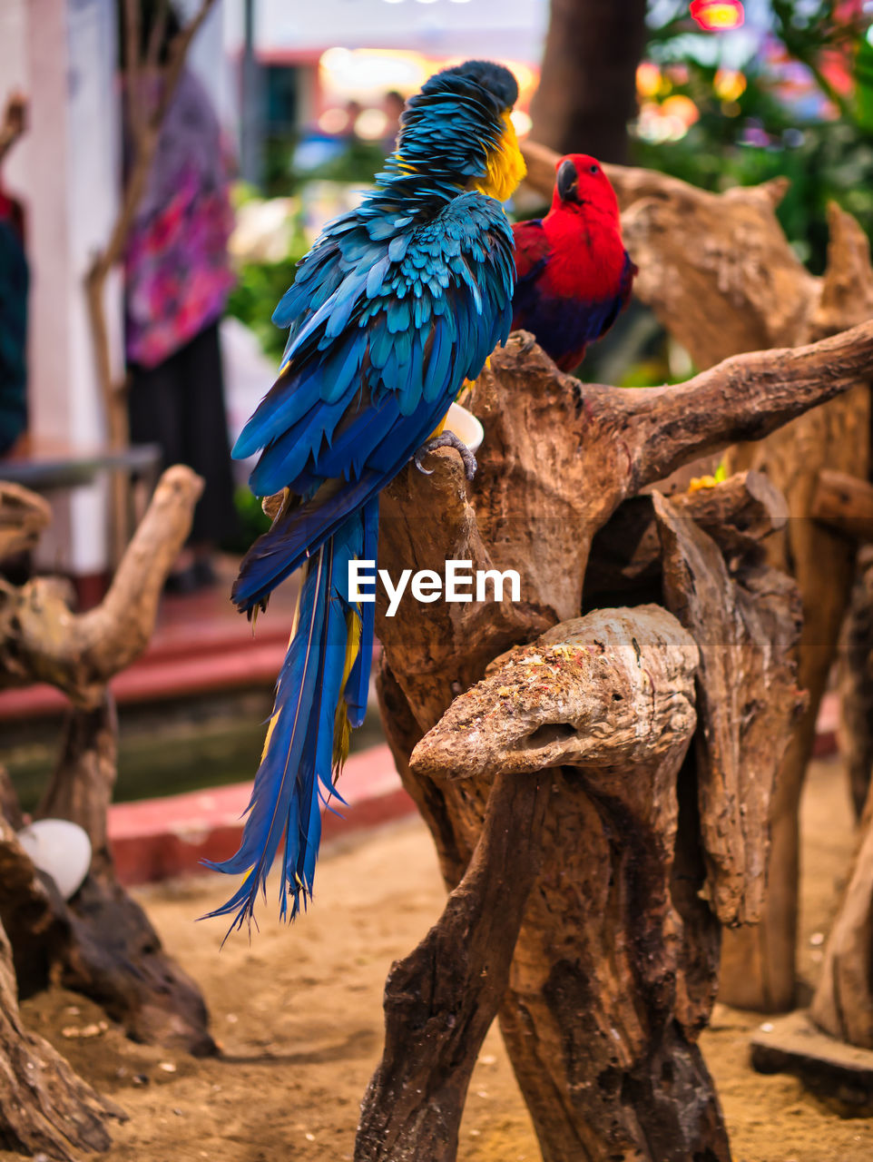 Take photos of the colorful macaw parrots with the bird care staff at the mall.