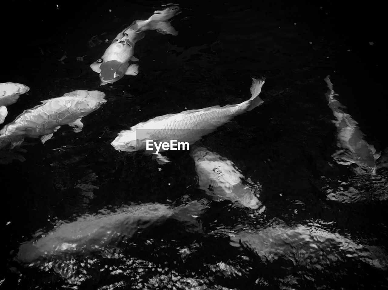 CLOSE-UP OF KOI CARPS SWIMMING IN WATER