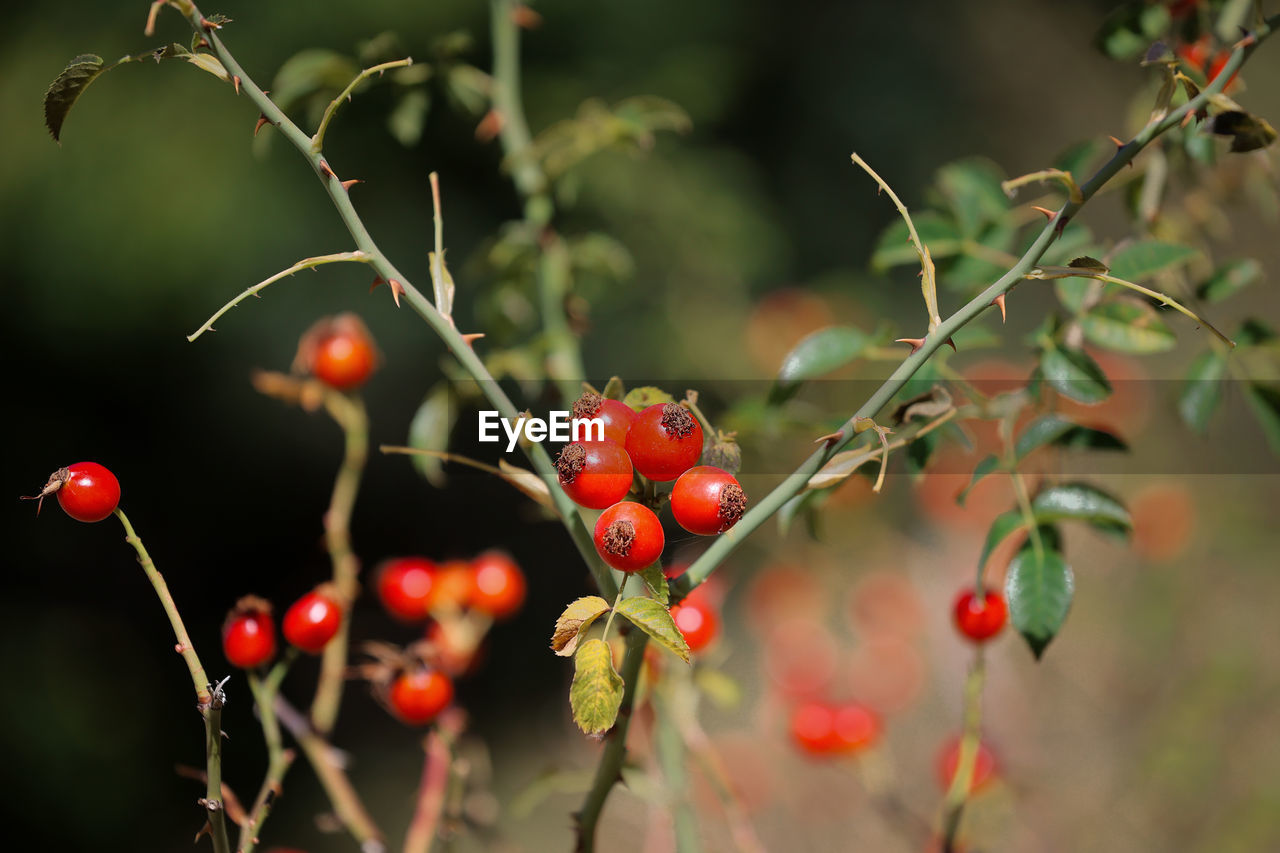 fruit, food, food and drink, healthy eating, plant, nature, tree, red, rose hip, flower, macro photography, freshness, branch, no people, leaf, autumn, berry, growth, shrub, wellbeing, close-up, produce, plant part, outdoors, focus on foreground, day, cherry, beauty in nature, twig, selective focus, ripe, rowan, blossom