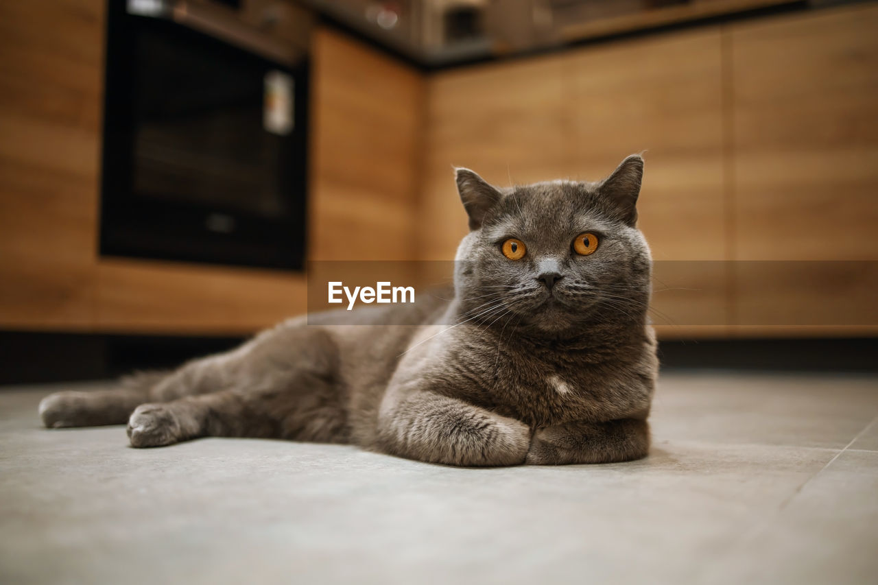 Grey british cat lying on floor in kitchen