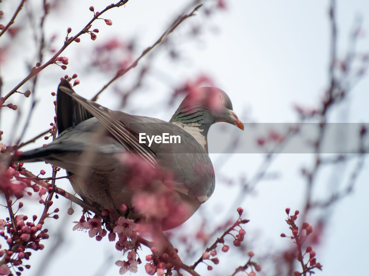 LOW ANGLE VIEW OF A BIRD PERCHING ON A BRANCH