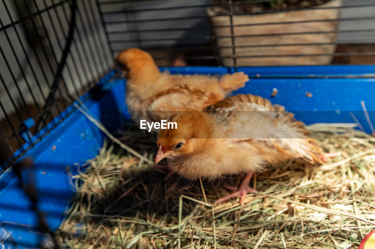 CLOSE-UP OF A BIRD IN A CAGE