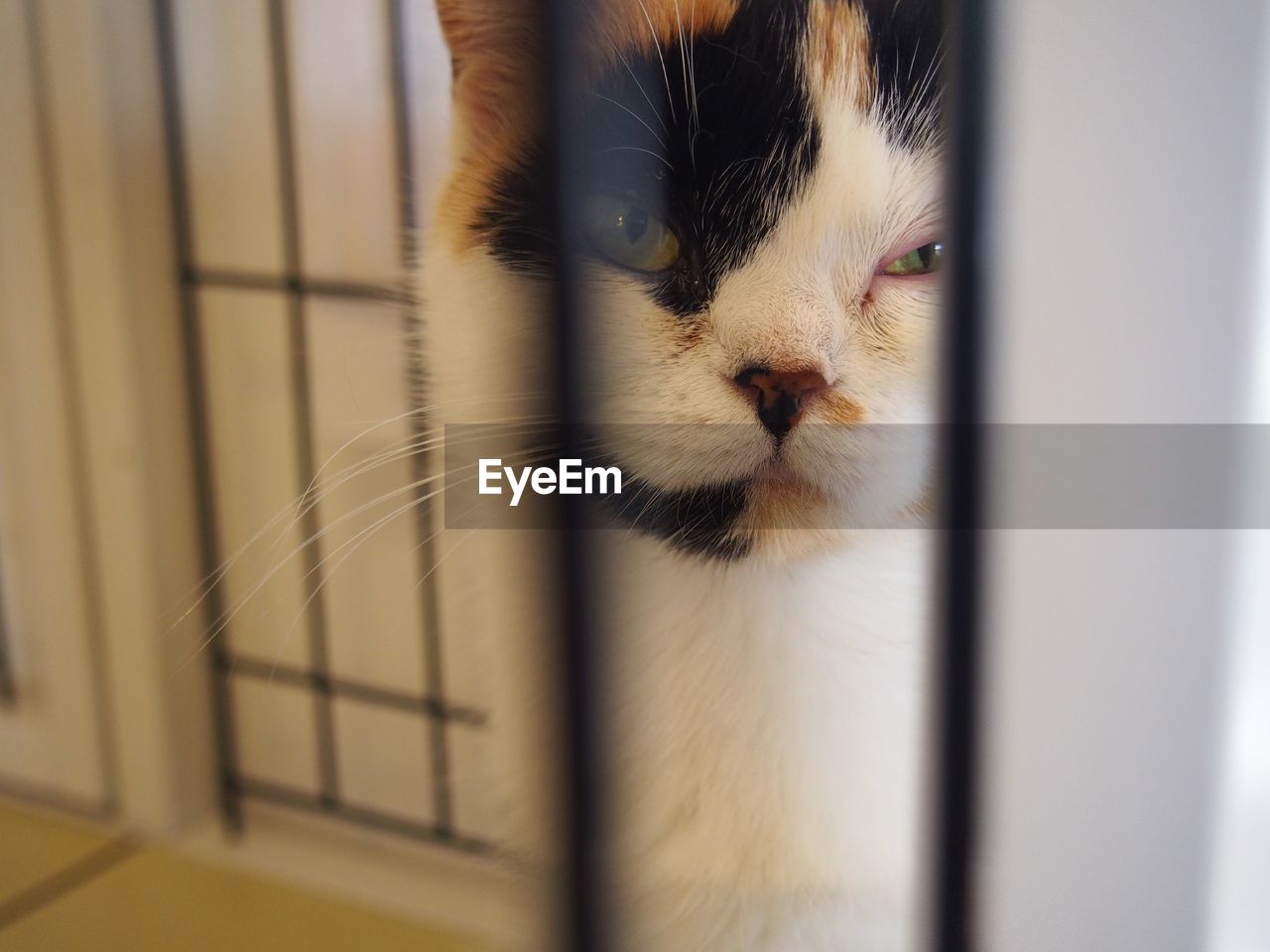 Portrait of cat behind security bars at home