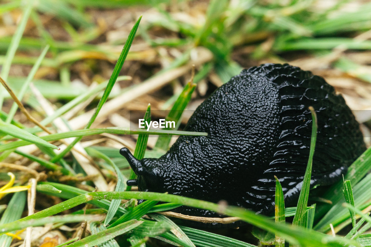 Close up of a fat black slug in the grass