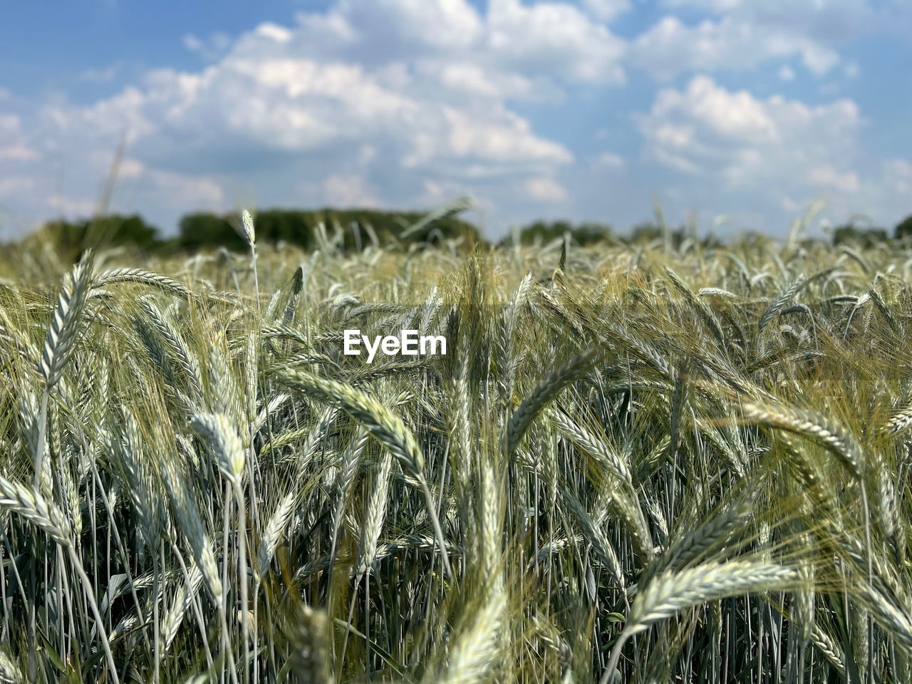 Close-up of wheat field against sky