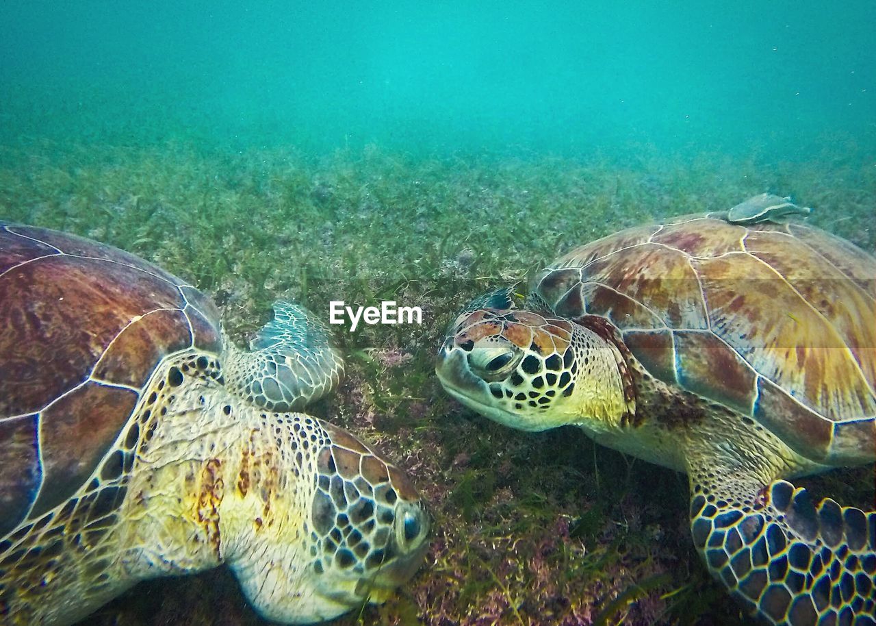 High angle view of turtles undersea