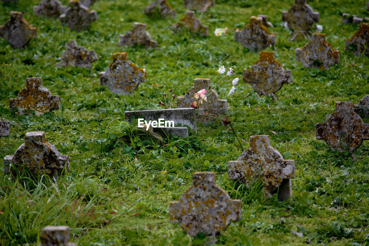 HIGH ANGLE VIEW OF MUSHROOM ON FIELD