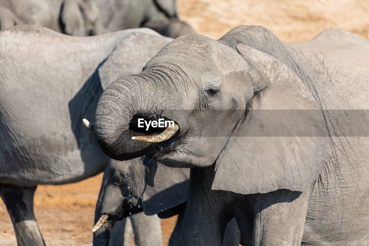 Close-up of elephant