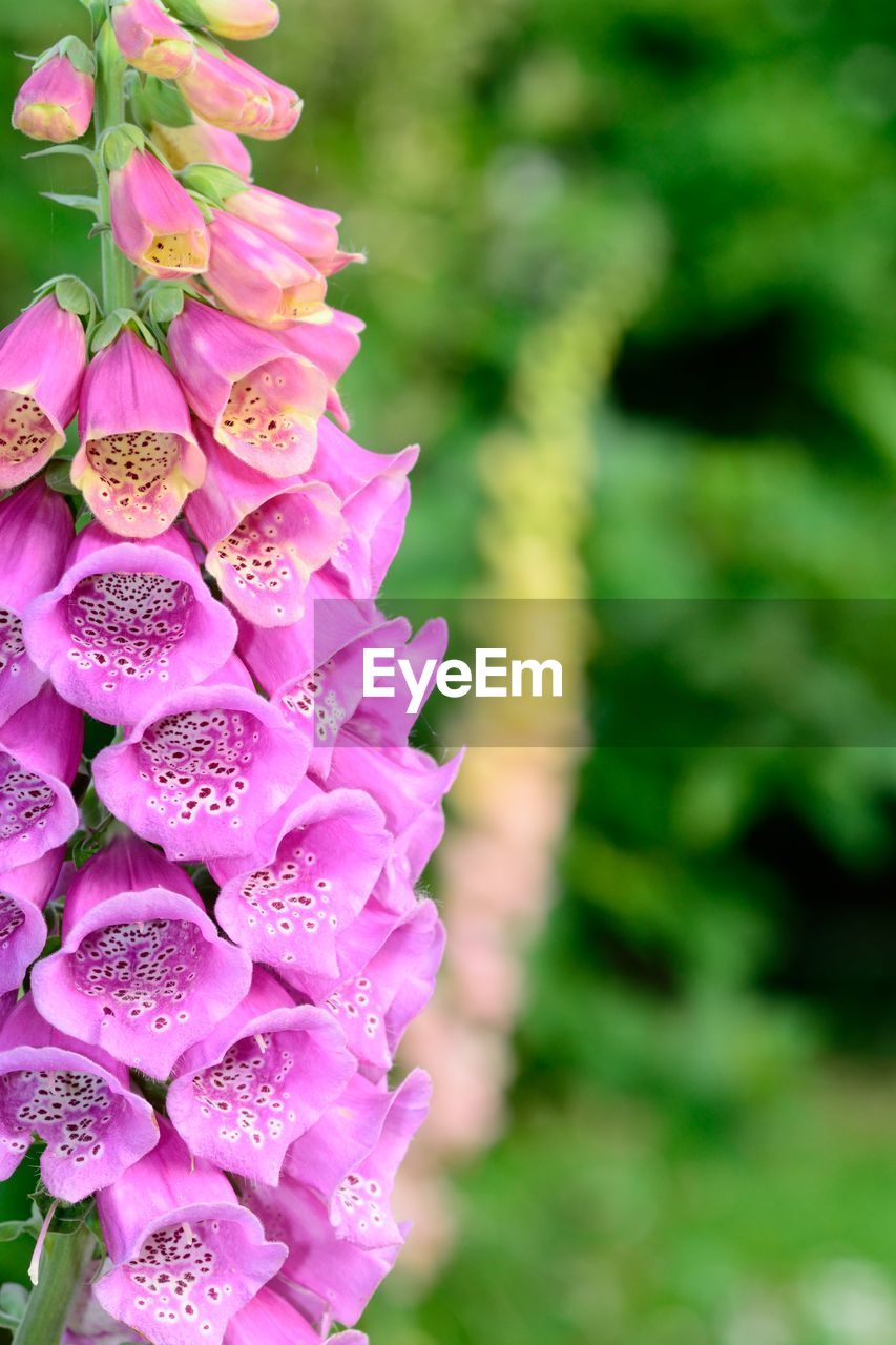 Close-up of pink flowers