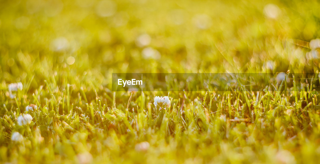 Close-up of fresh green grass in field