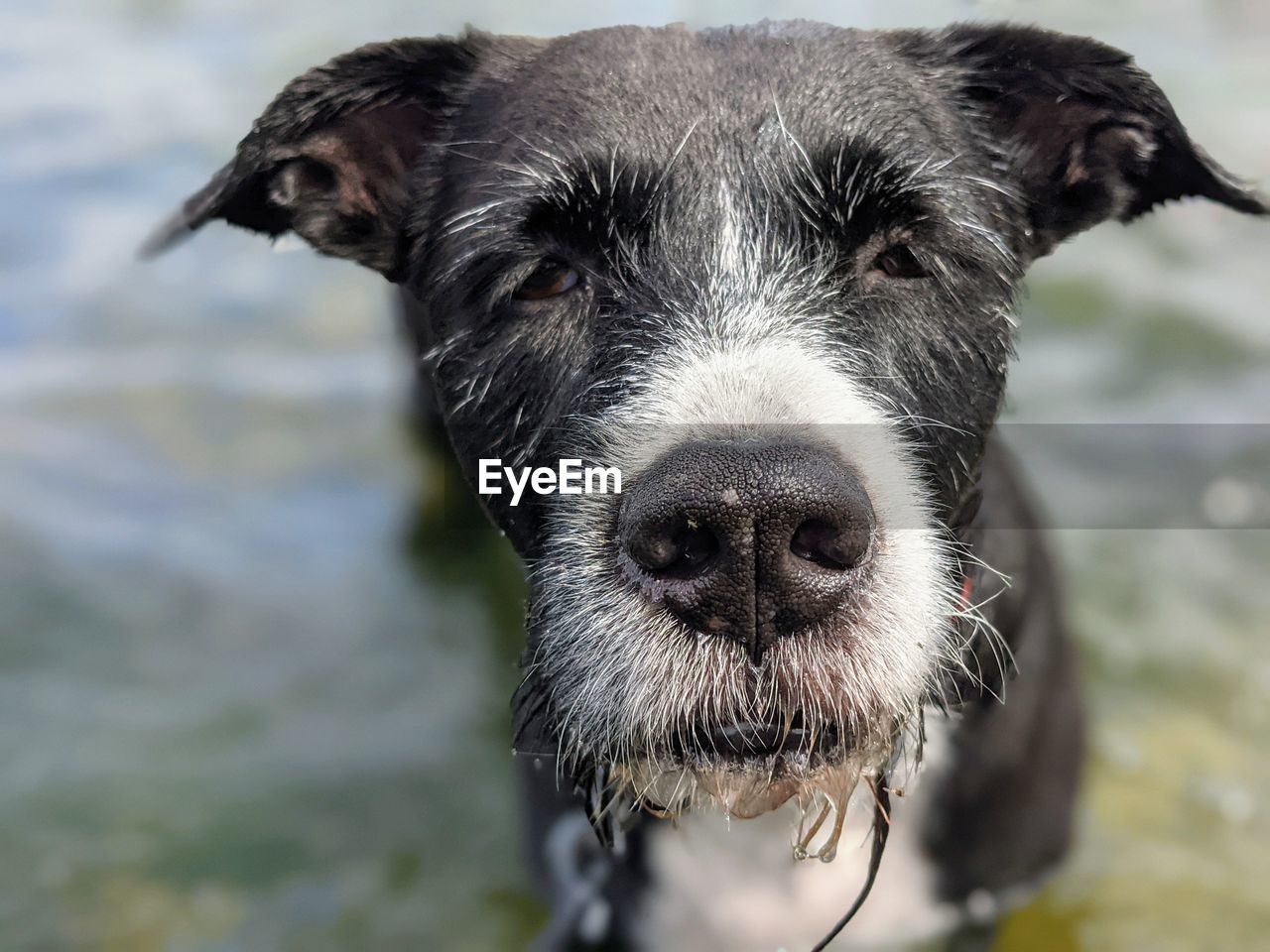 Close-up portrait of dog