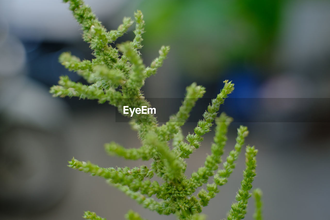 CLOSE-UP OF FRESH GREEN PLANT