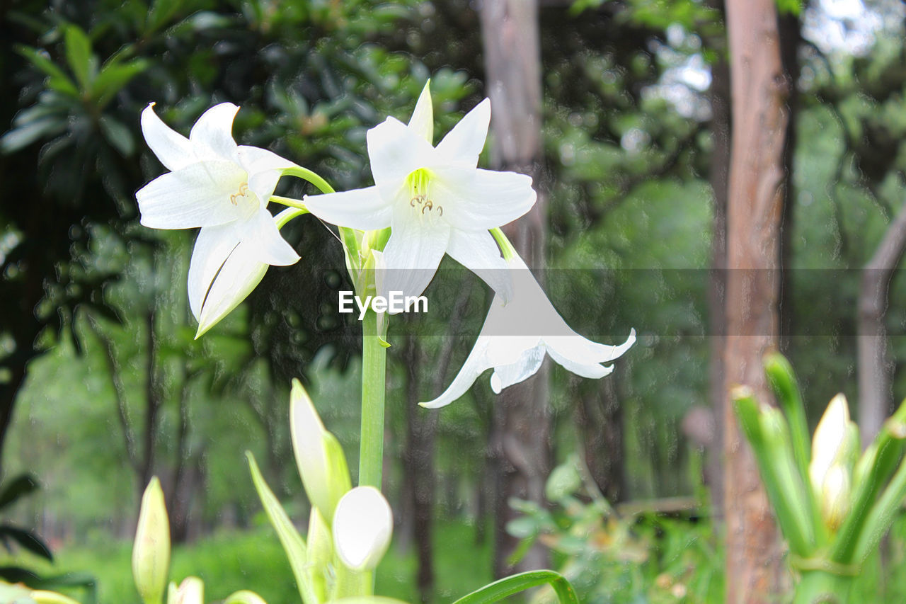 CLOSE-UP OF WHITE FLOWERS BLOOMING IN PARK