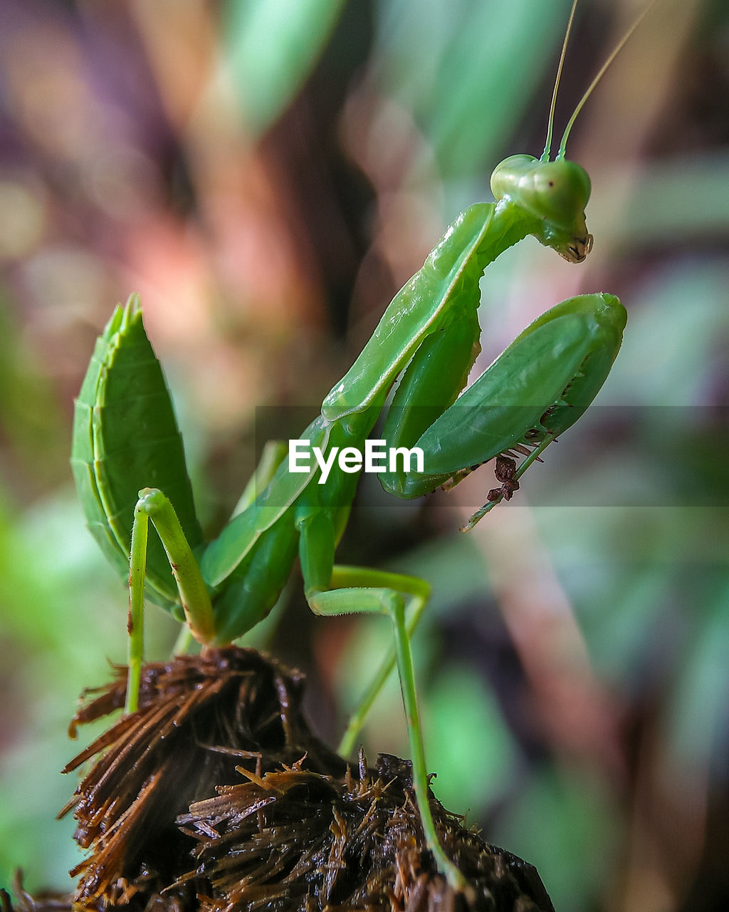 Close-up of insect on plant