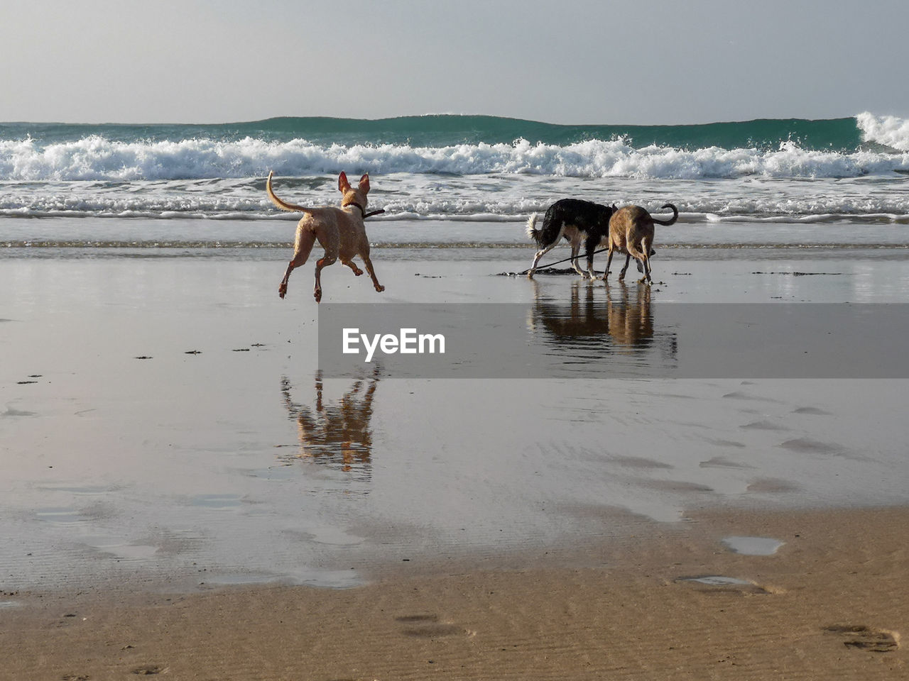 Three dogs on beach