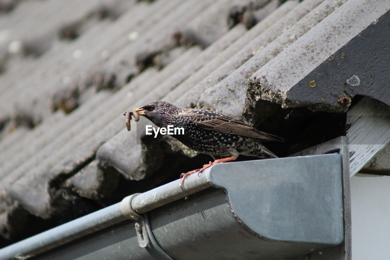 CLOSE-UP OF SPARROW PERCHING ON ROOF