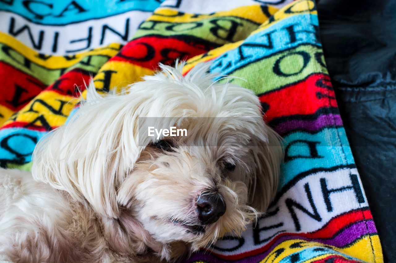 CLOSE-UP OF A DOG ON THE FLOOR