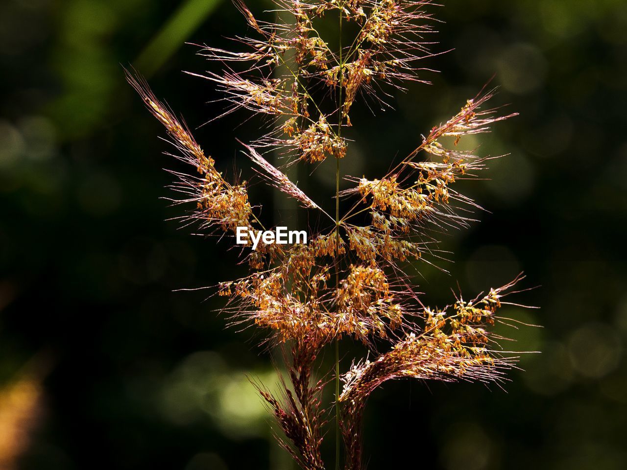 Close-up of plant growing outdoors