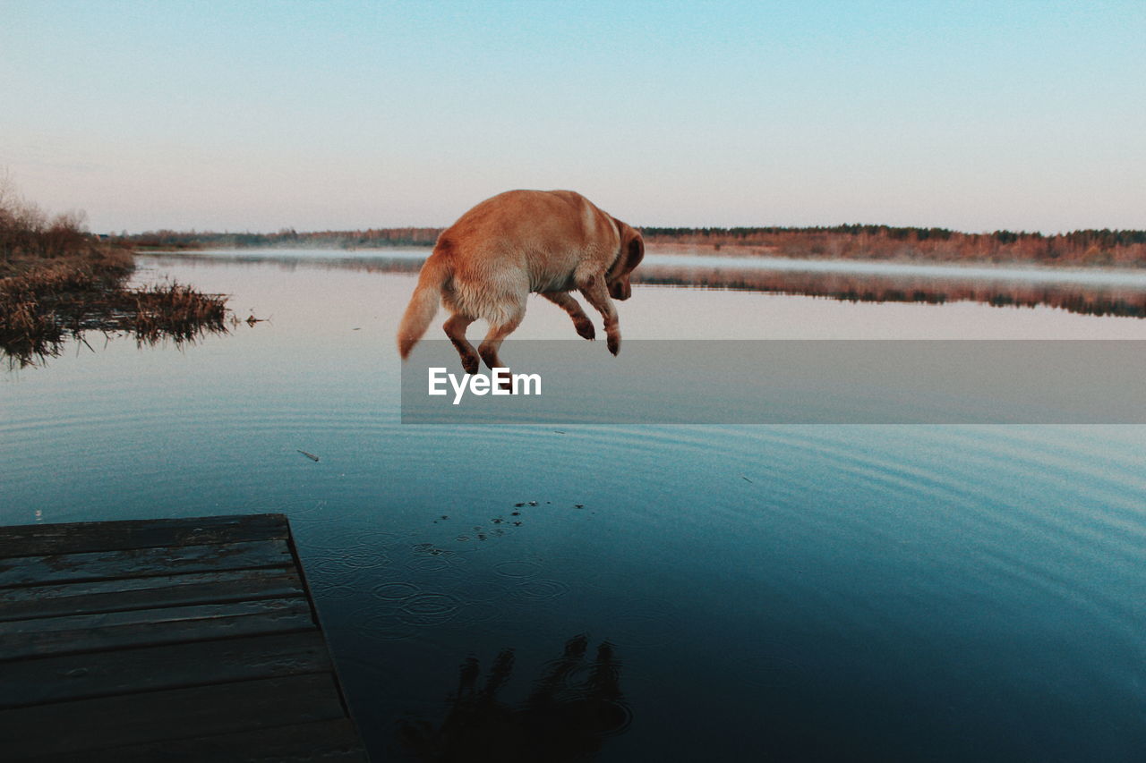 Dog jumping from jetty into water