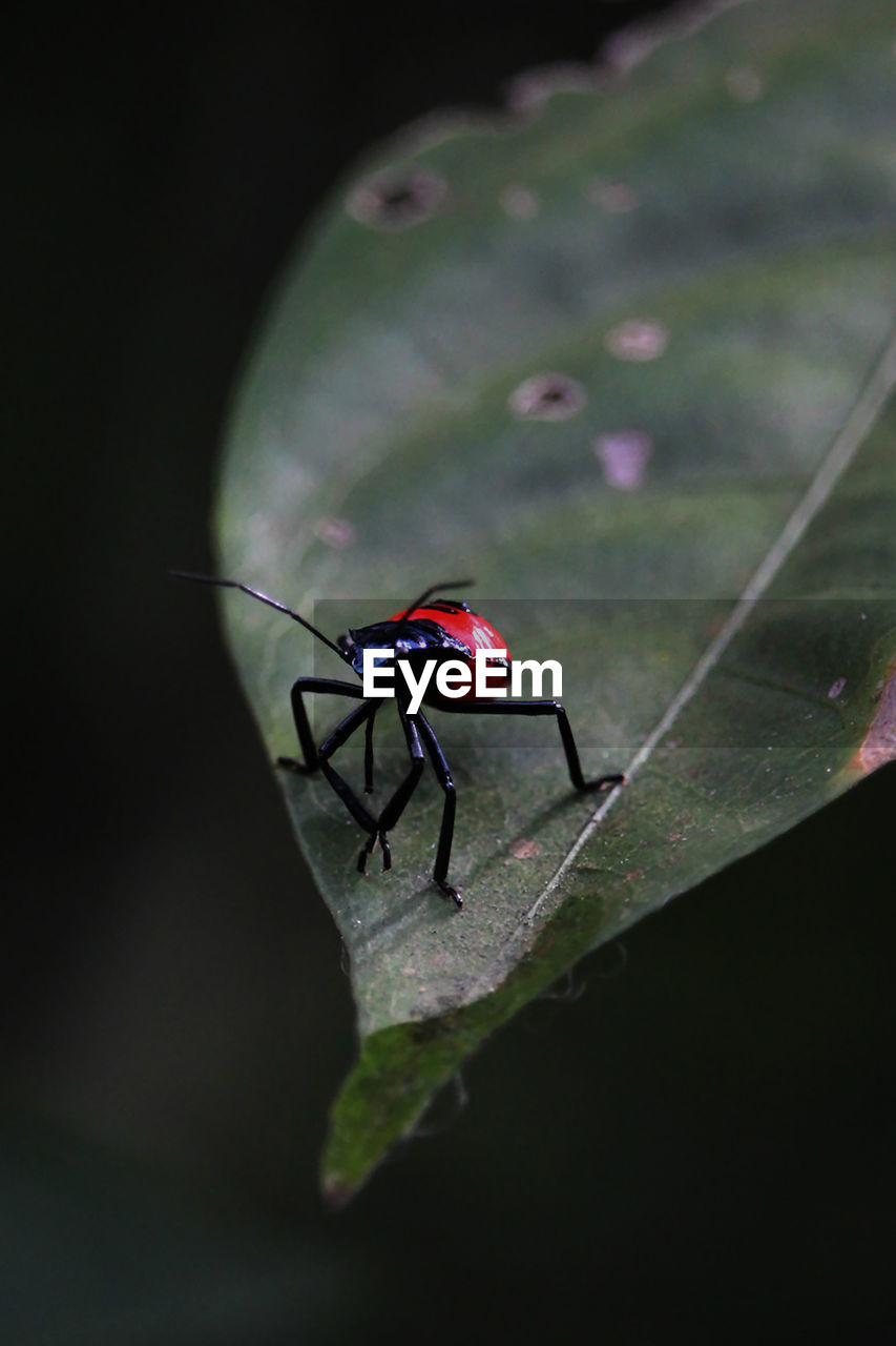 INSECT ON LEAF