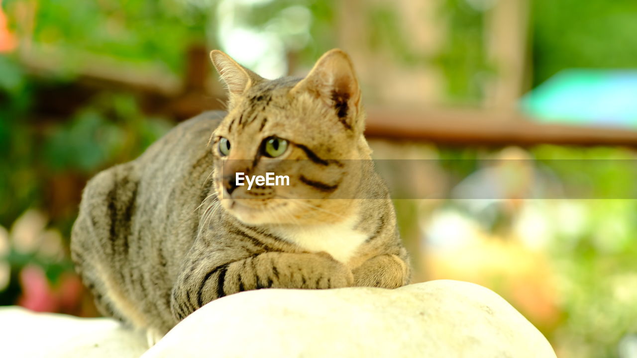 CLOSE-UP OF A CAT LOOKING AWAY