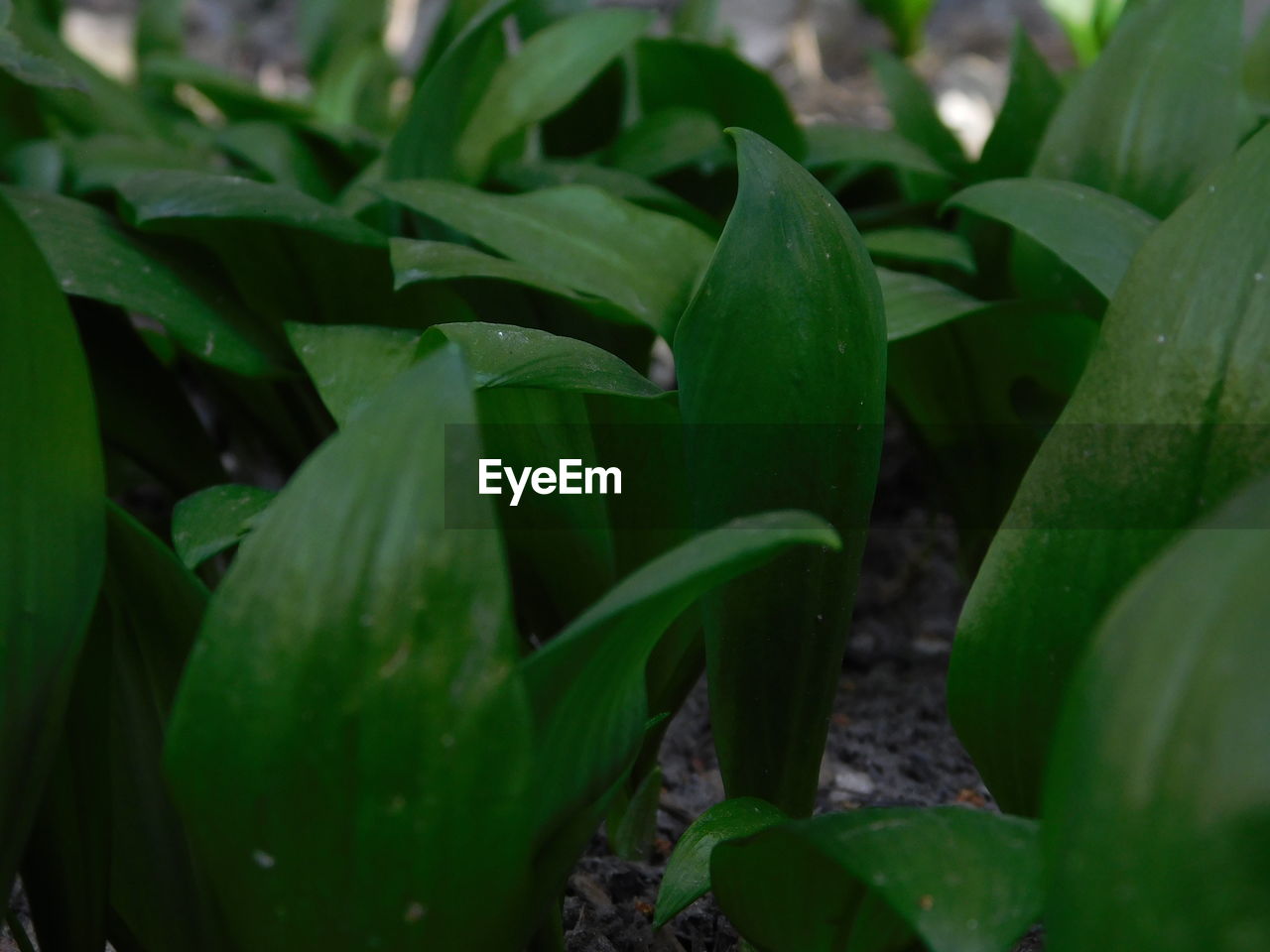 HIGH ANGLE VIEW OF WET LEAVES