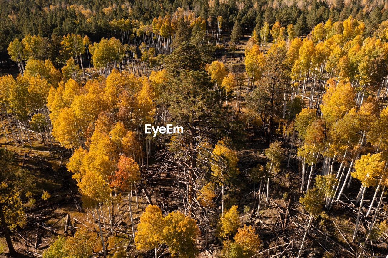 HIGH ANGLE VIEW OF PINE TREES IN FOREST