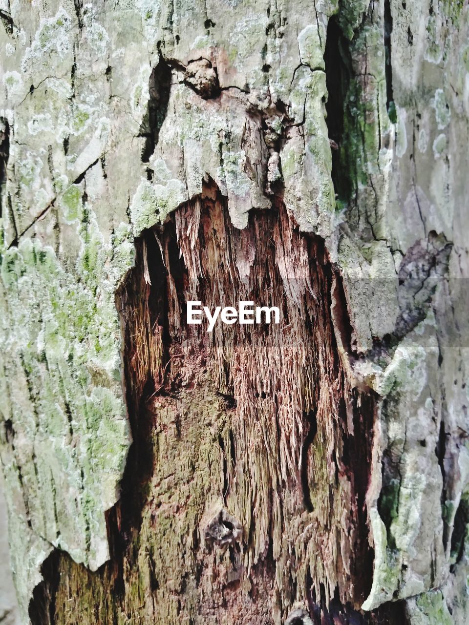 CLOSE-UP OF TREE BARK