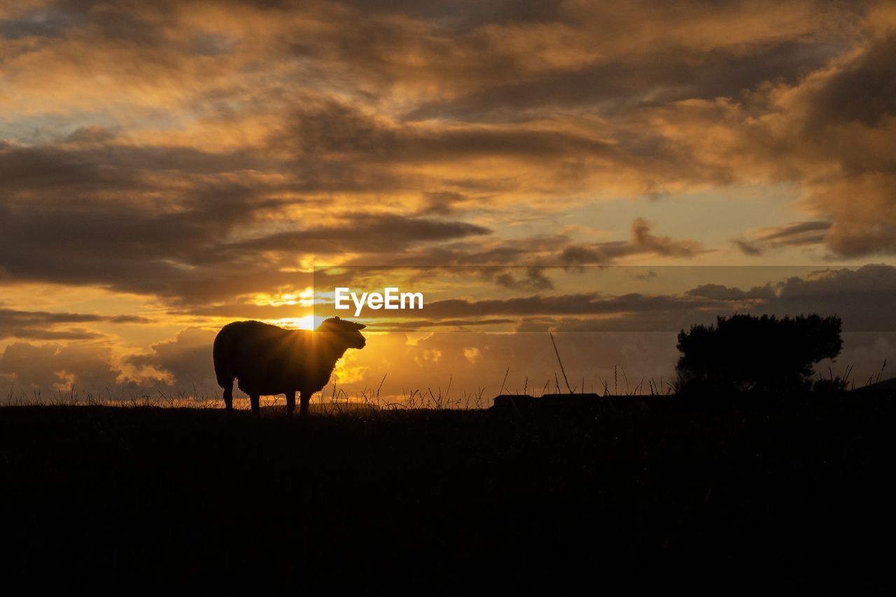 Silhouette sheep standing on field against sky during sunset