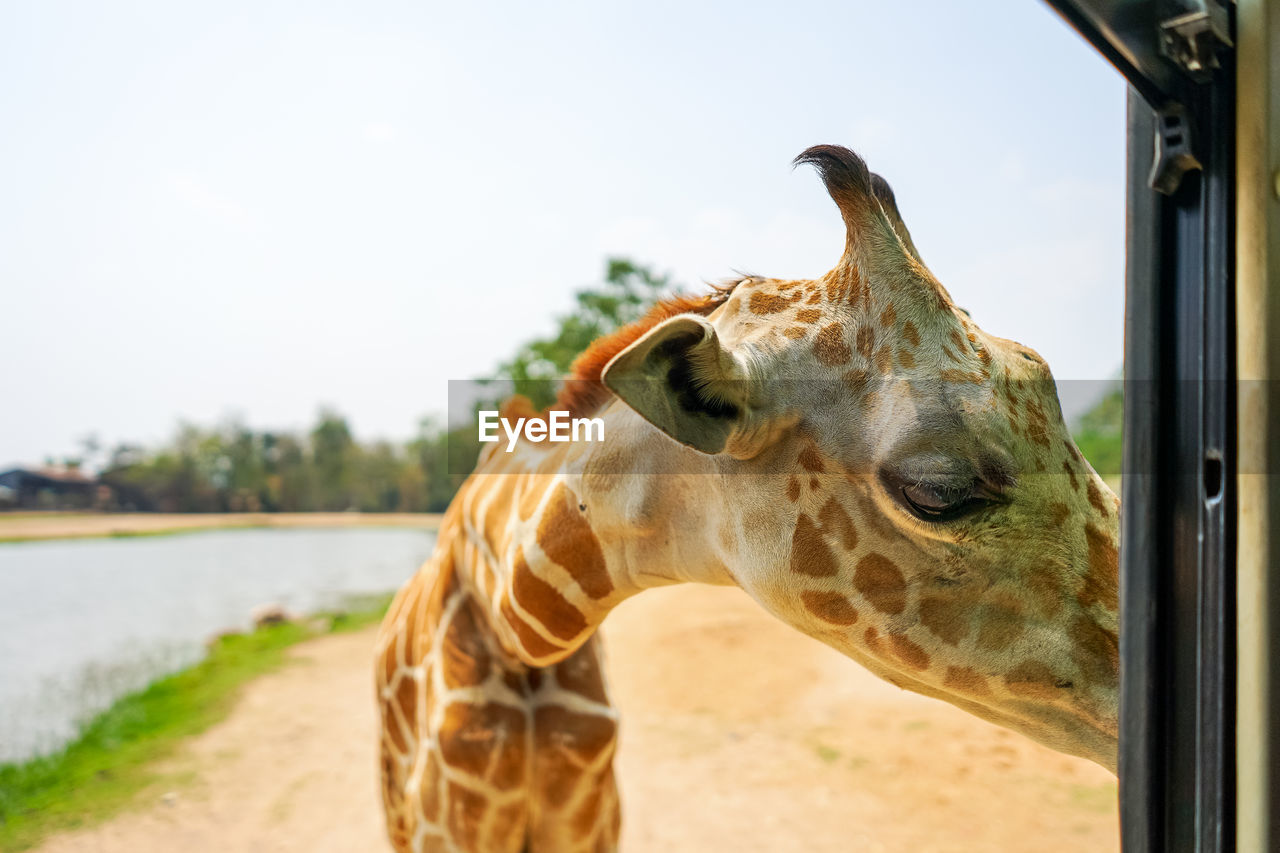 Close-up of a horse looking away