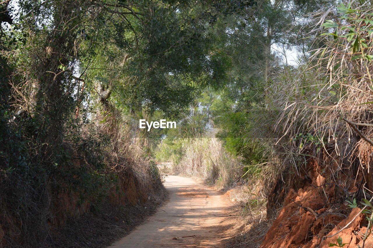 Footpath amidst trees