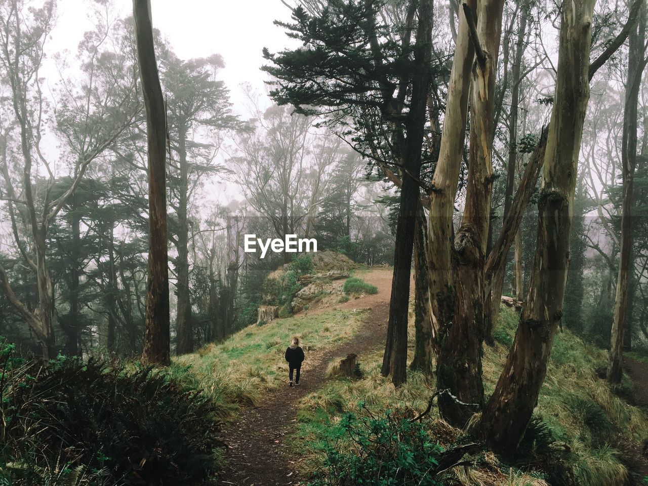 Rear view of person walking on footpath in forest