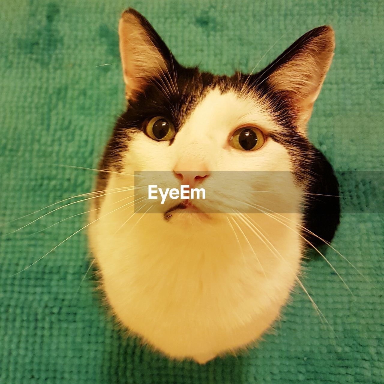 PORTRAIT OF CAT SITTING ON GREEN LEAF