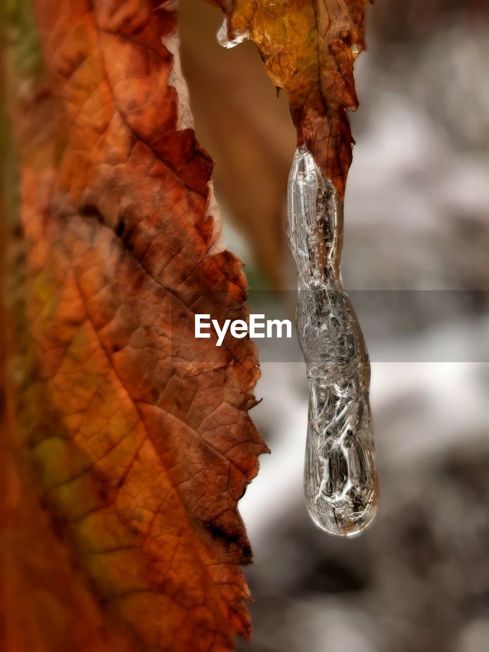 nature, close-up, leaf, tree, branch, plant part, macro photography, no people, winter, plant, autumn, cold temperature, environment, outdoors, beauty in nature, ice, focus on foreground, water, day, selective focus, dry, frozen, land, tranquility, brown