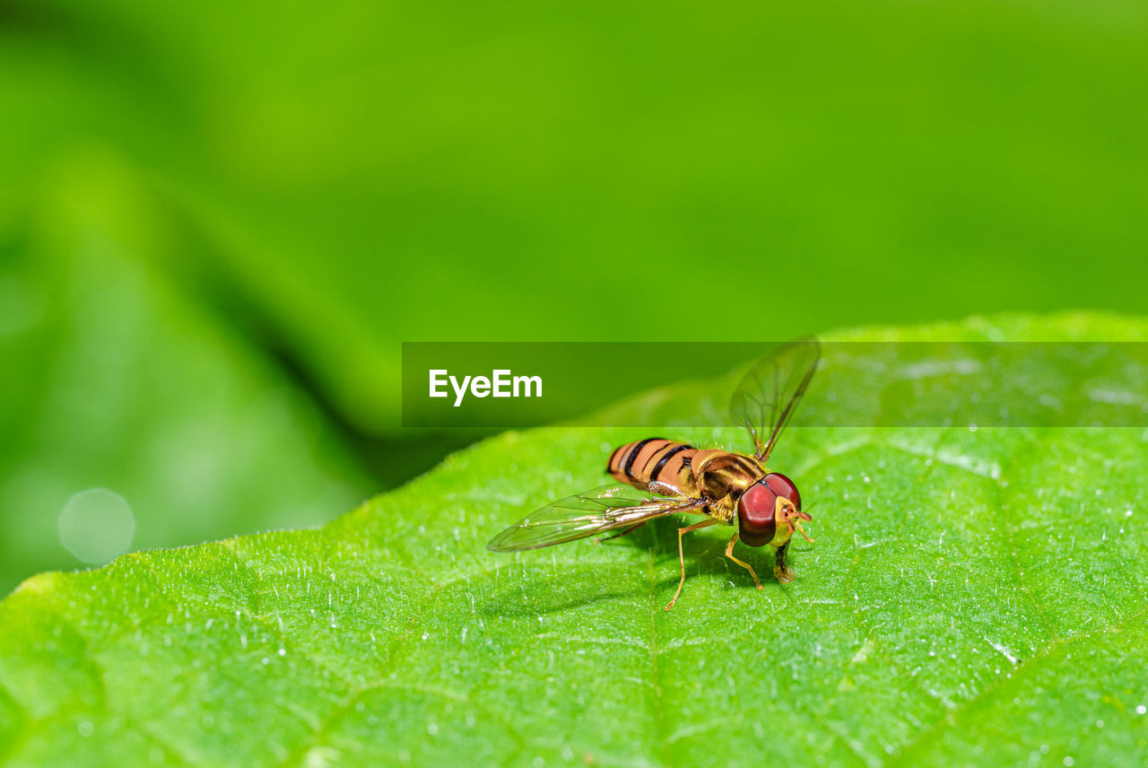 CLOSE-UP OF INSECT