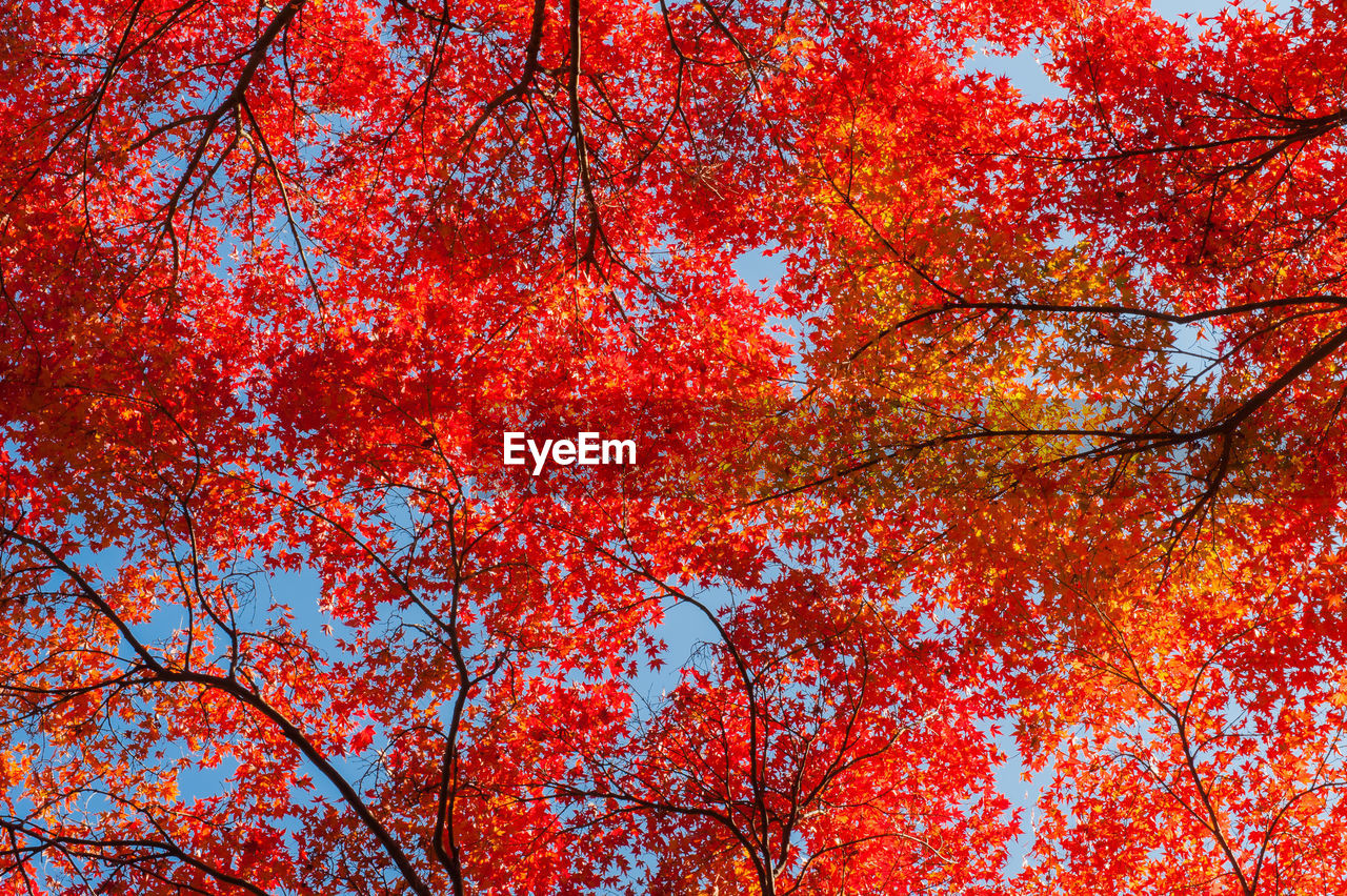 LOW ANGLE VIEW OF MAPLE TREE DURING AUTUMN