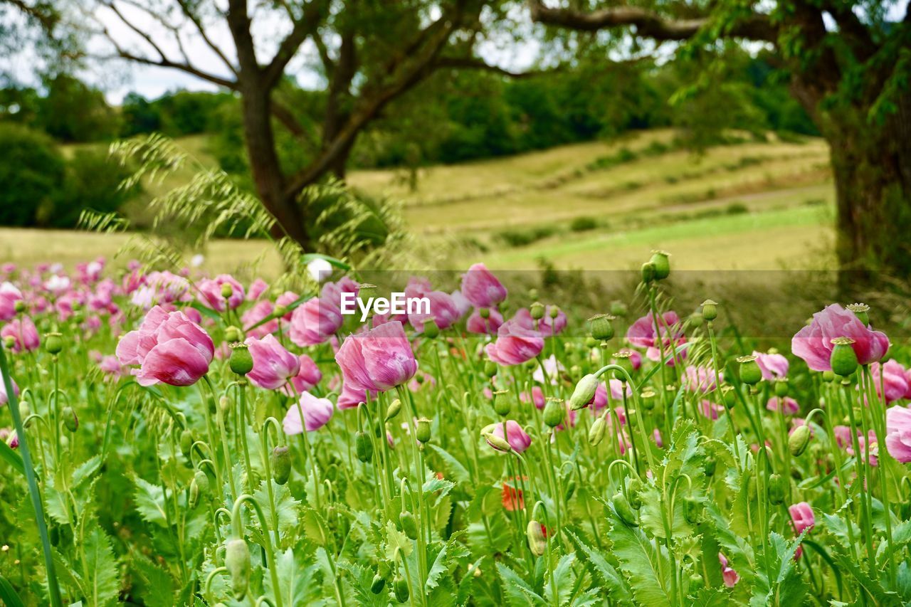 Close-up of pink flowering plants on field