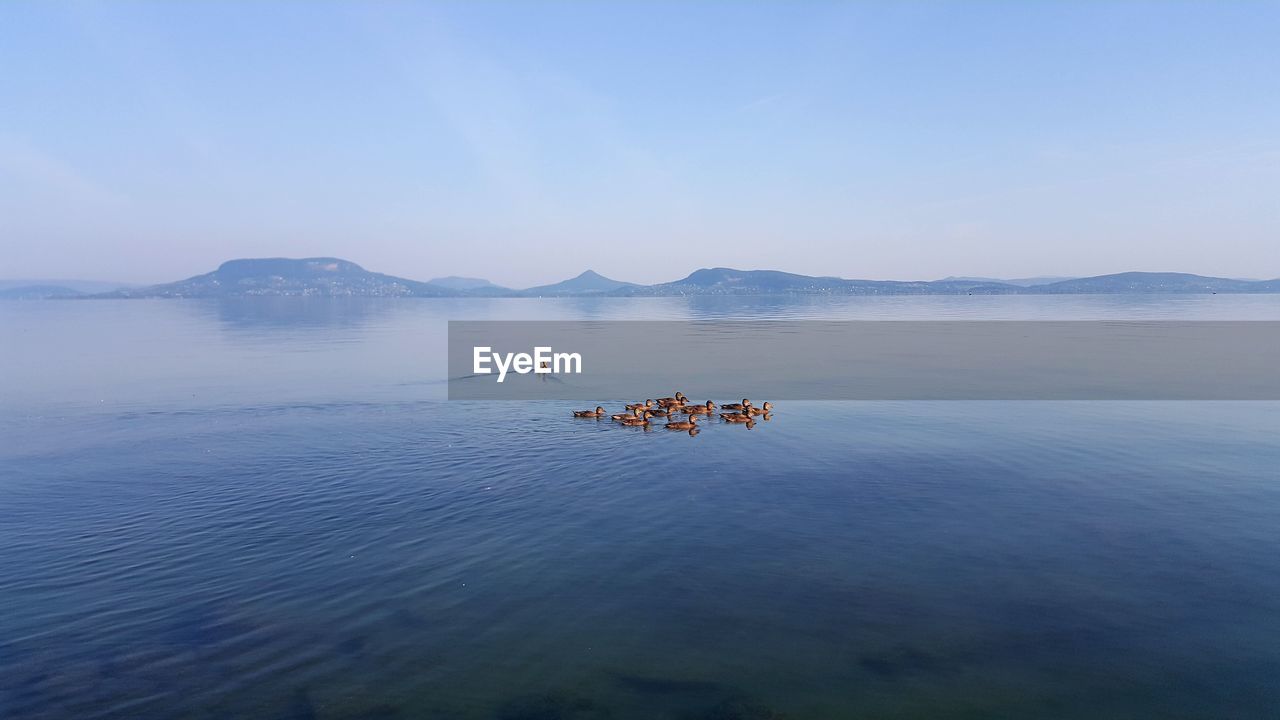 Ducks swimming in lake against sky