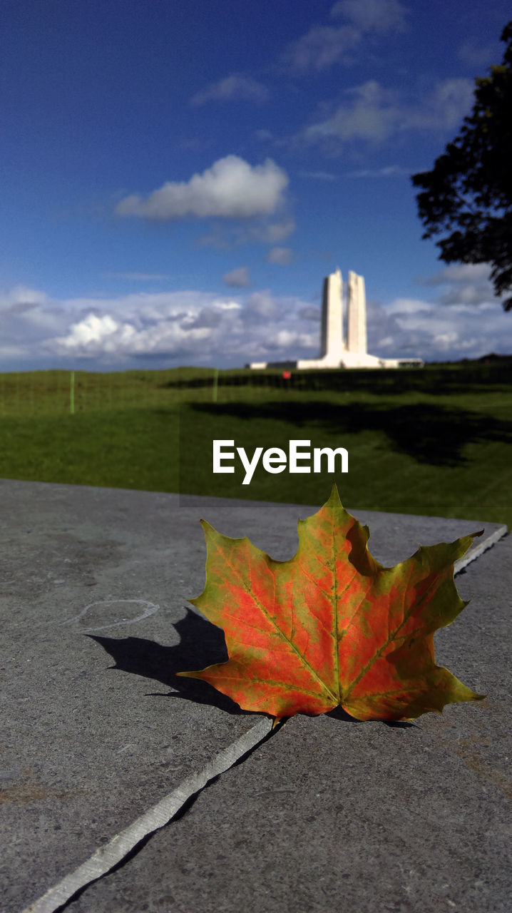 View of autumn trees