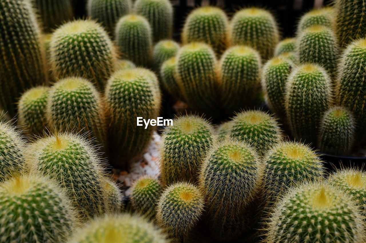 FULL FRAME SHOT OF CACTUS GROWING ON PLANT