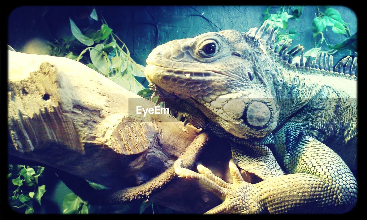 CLOSE-UP VIEW OF LIZARD