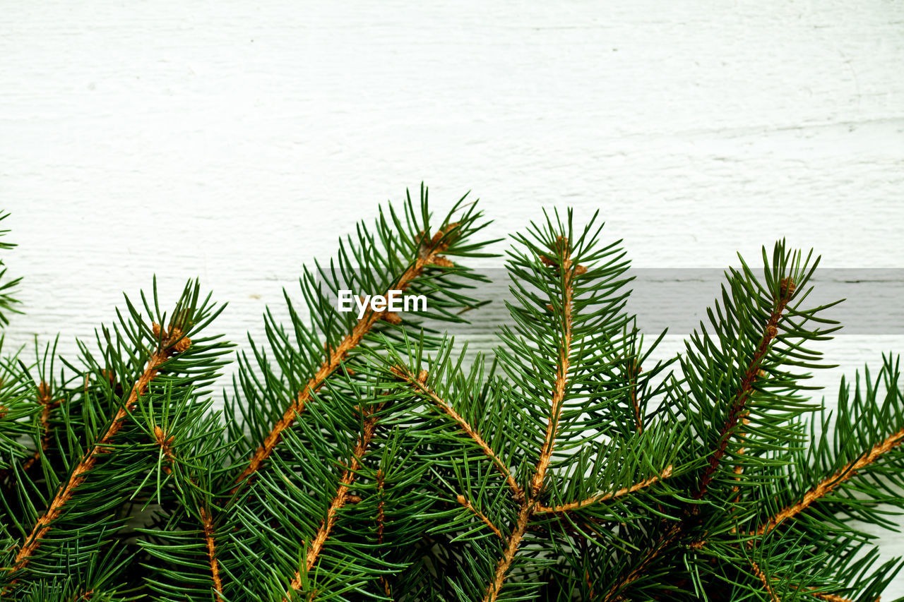 Close-up of pine tree against sky