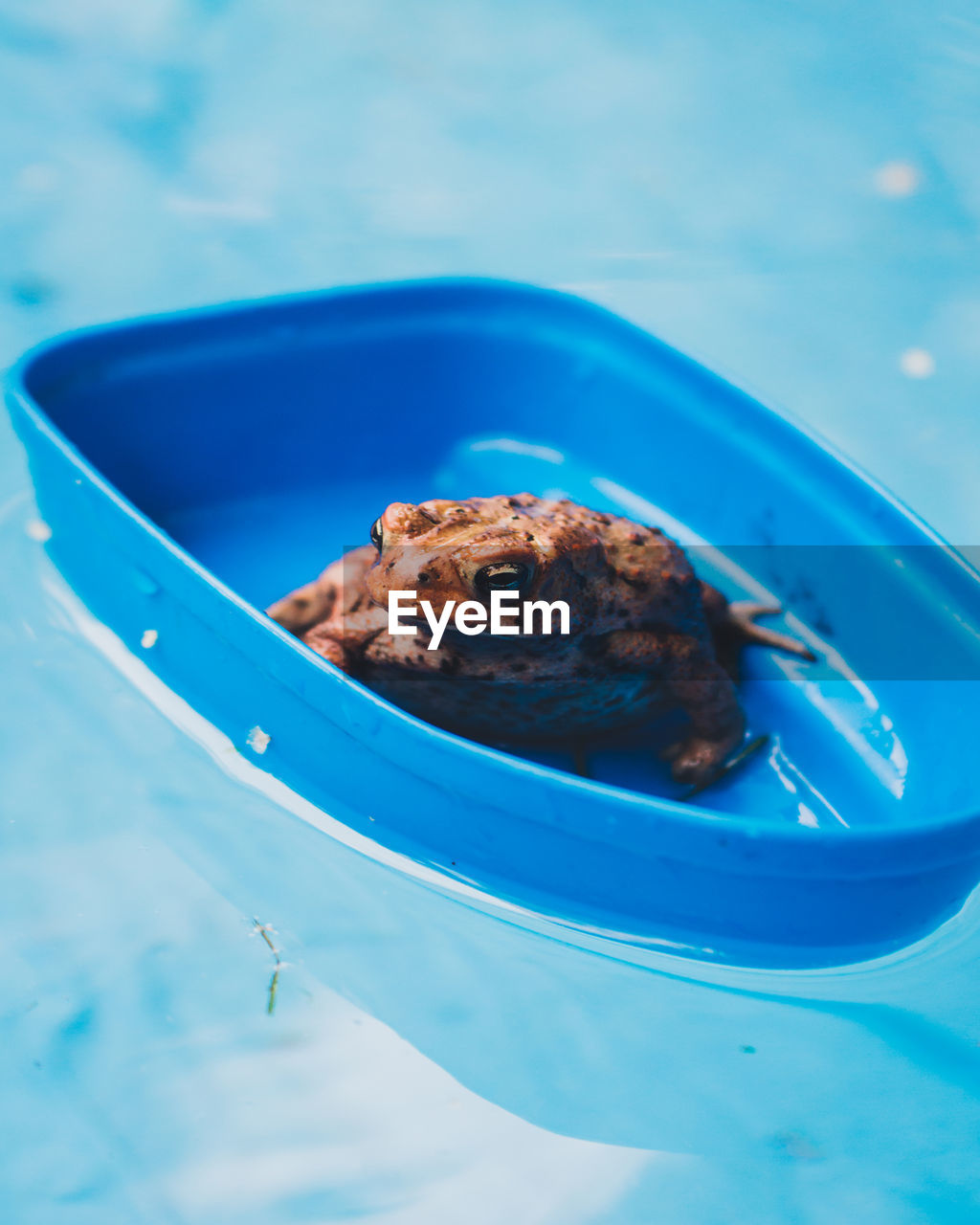 Close-up of frog in container on swimming pool