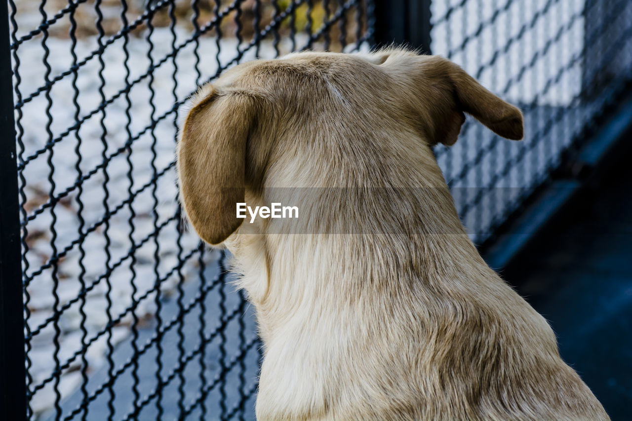 Close-up of dog looking at chainlink fence