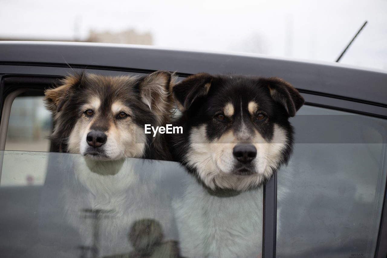 Two huskys looking out car window