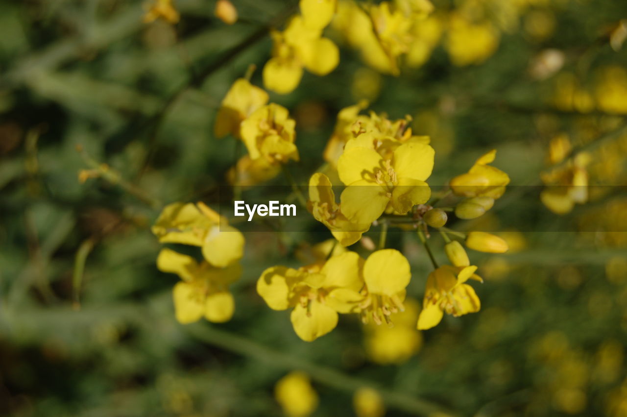 CLOSE-UP OF YELLOW FLOWERS ON PLANT