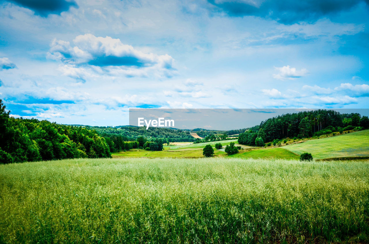 Scenic view of agricultural field against sky