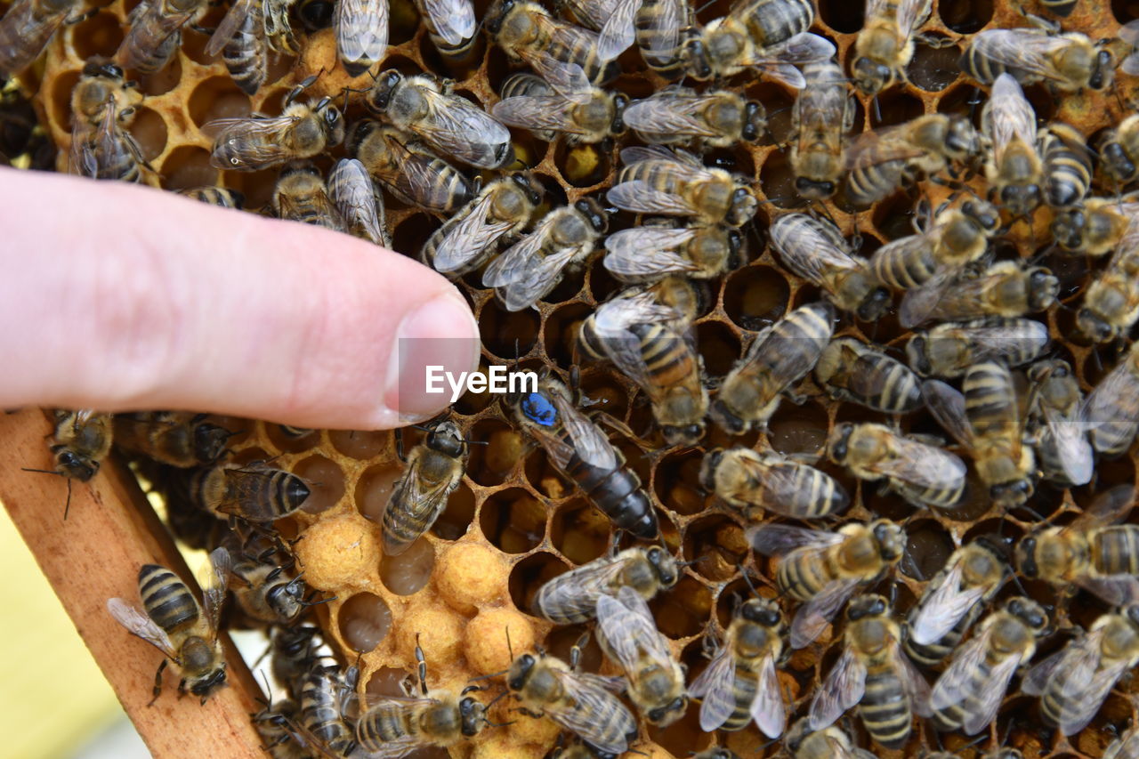 CROPPED IMAGE OF HAND HOLDING INSECT ON WOOD