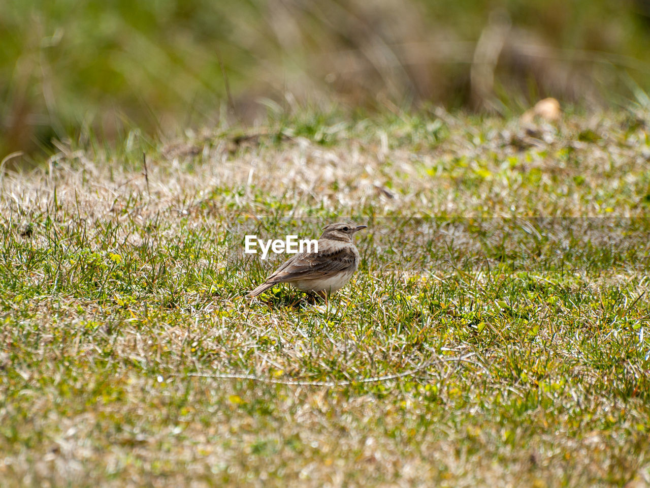 CLOSE-UP OF BIRD ON GRASS