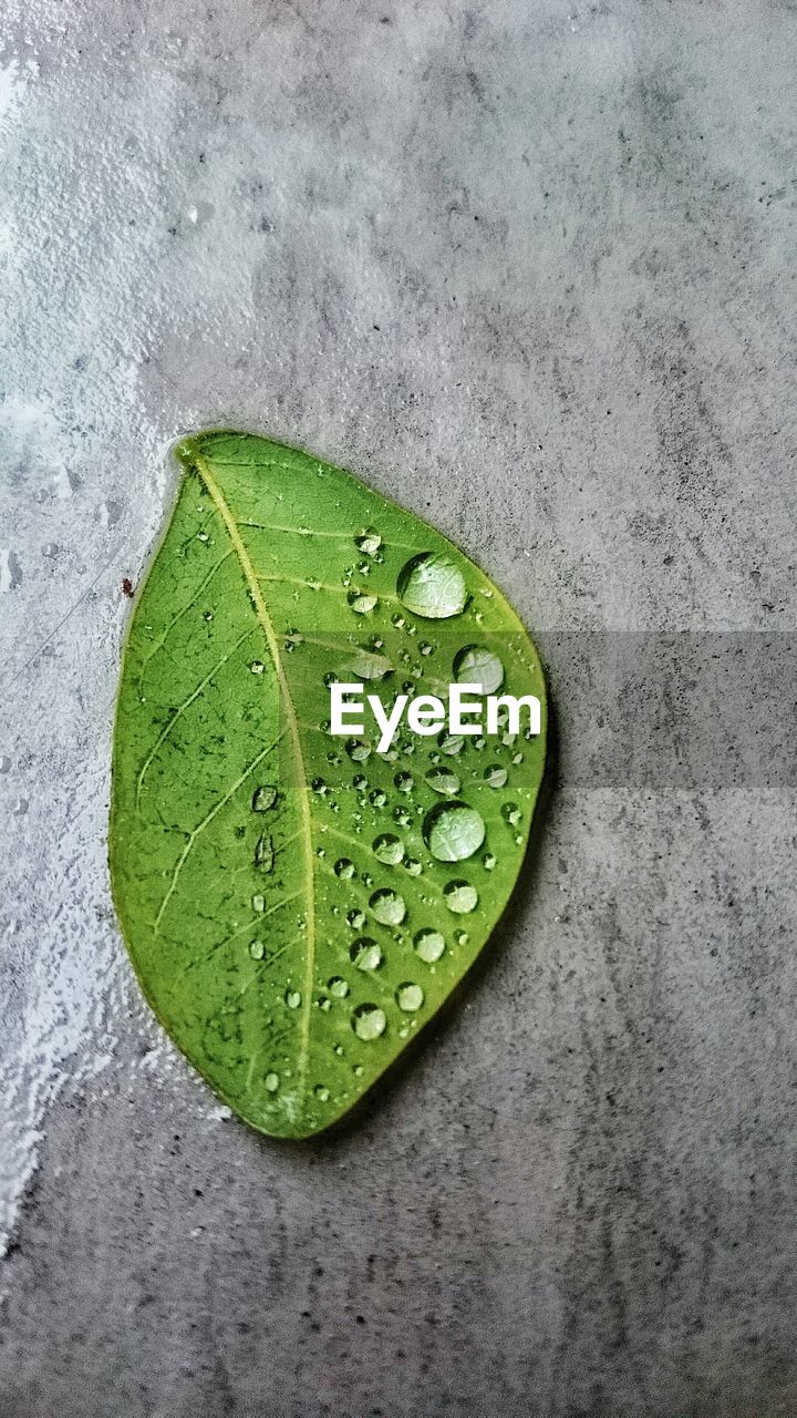 High angle view of water drops on leaf at floor